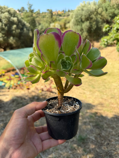 Aeonium Riverstones 02