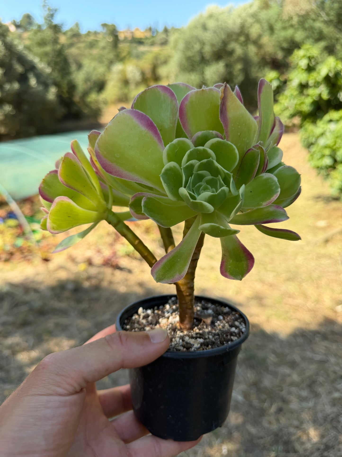 Aeonium Riverstones 02