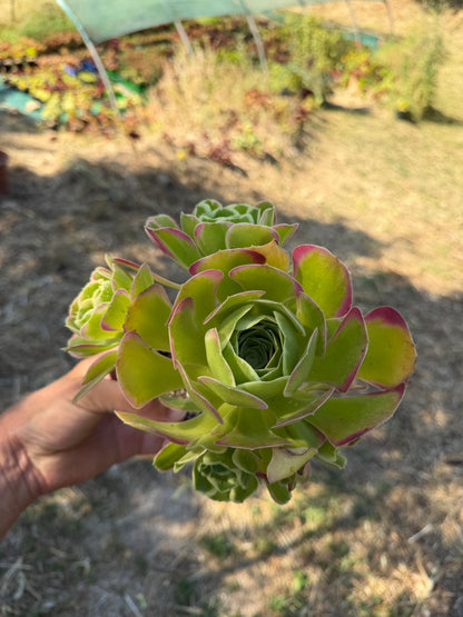 Aeonium Riverstones 02