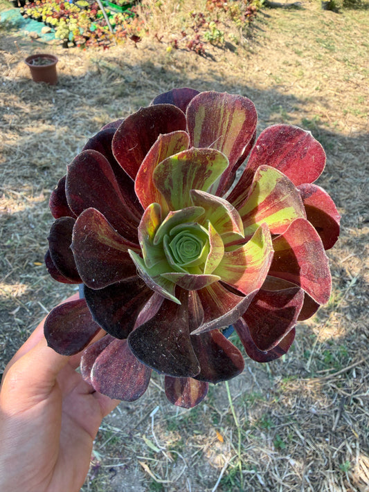 Aeonium Big Bang Plus