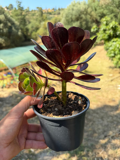 Aeonium Big Bang Plus