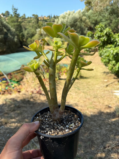 Aeonium Korneliuslemsii maritime