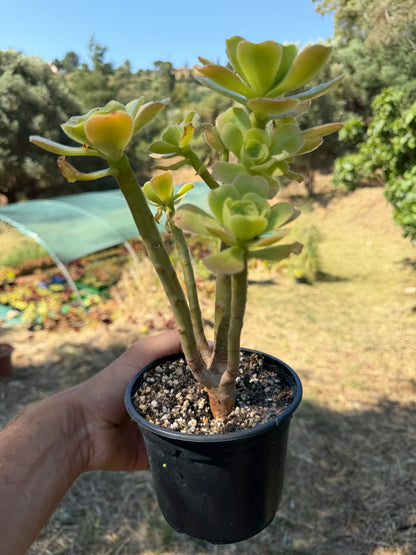 Aeonium Korneliuslemsii maritime