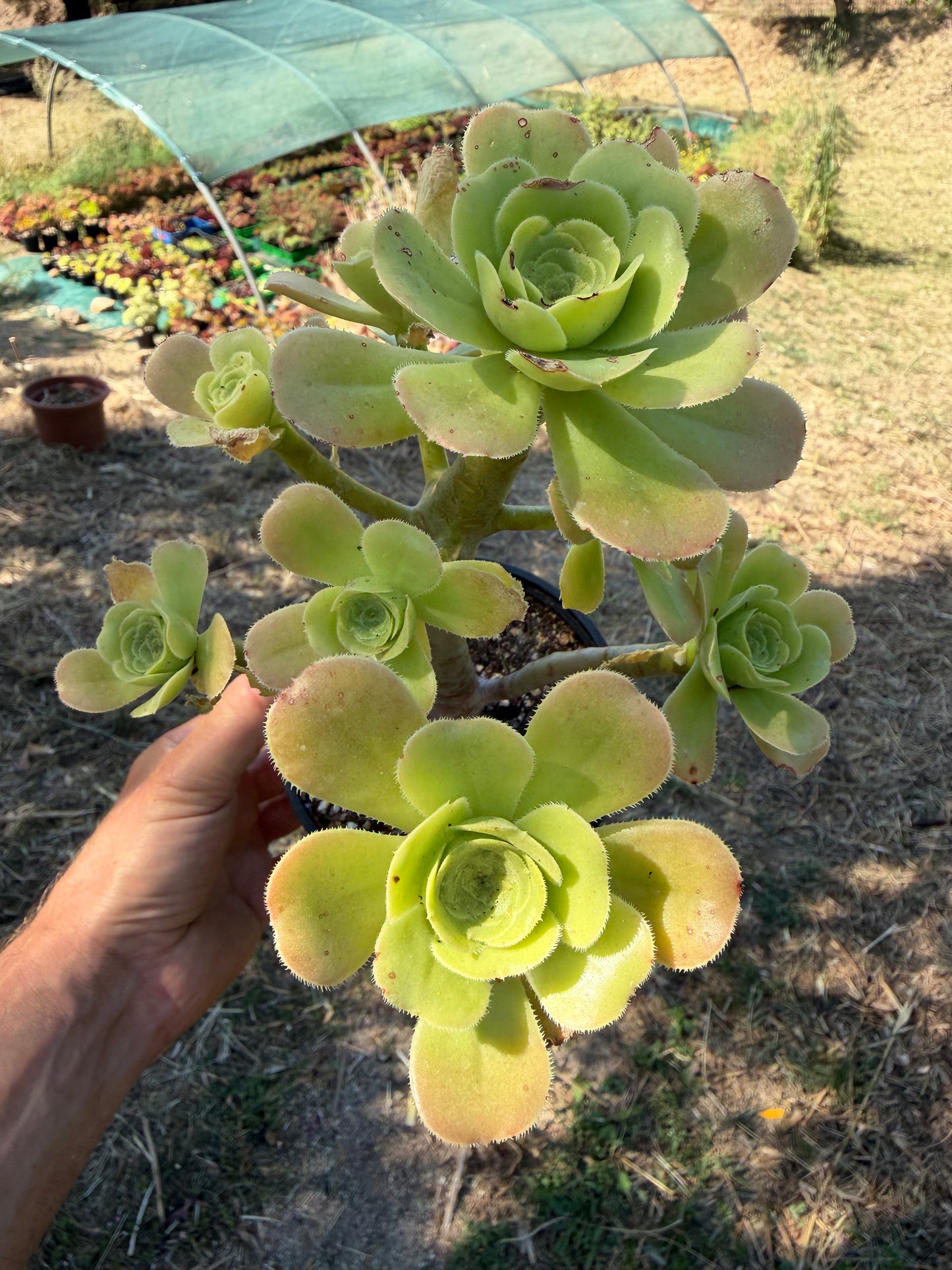 Aeonium Korneliuslemsii maritime