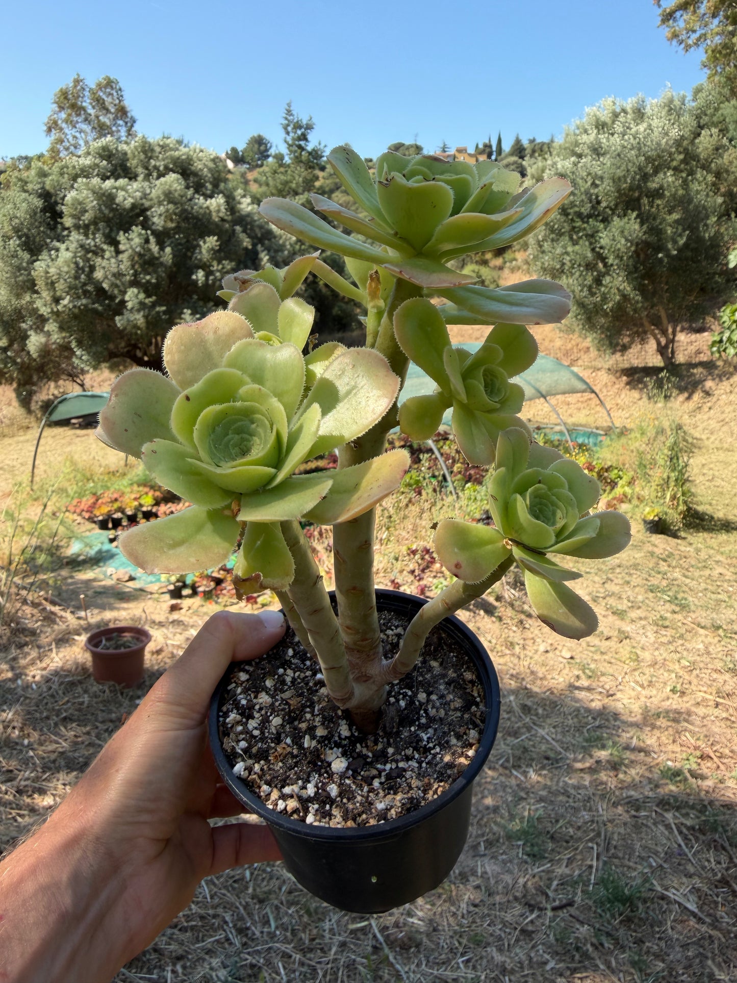 Aeonium Korneliuslemsii maritime