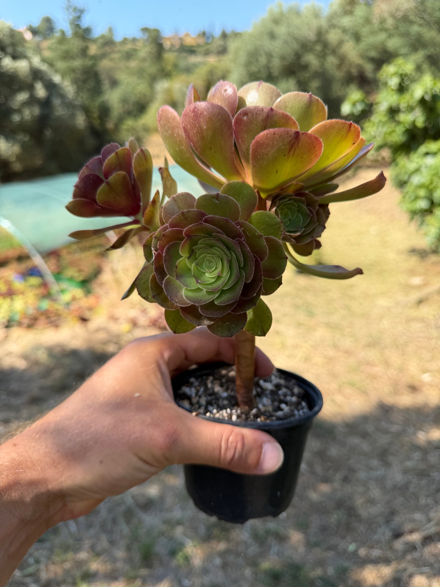 Aeonium Madeira Rose