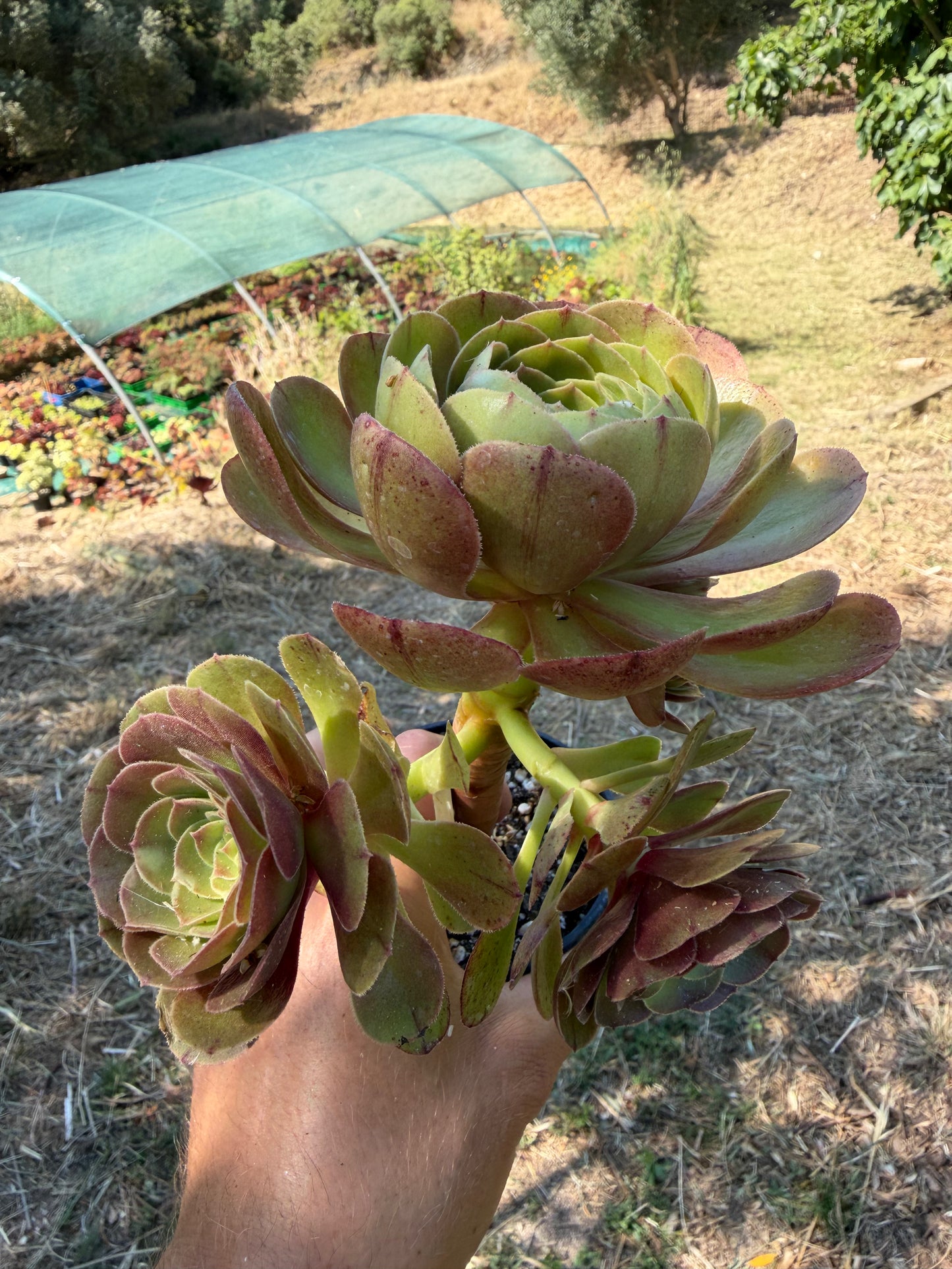 Aeonium Madeira Rose