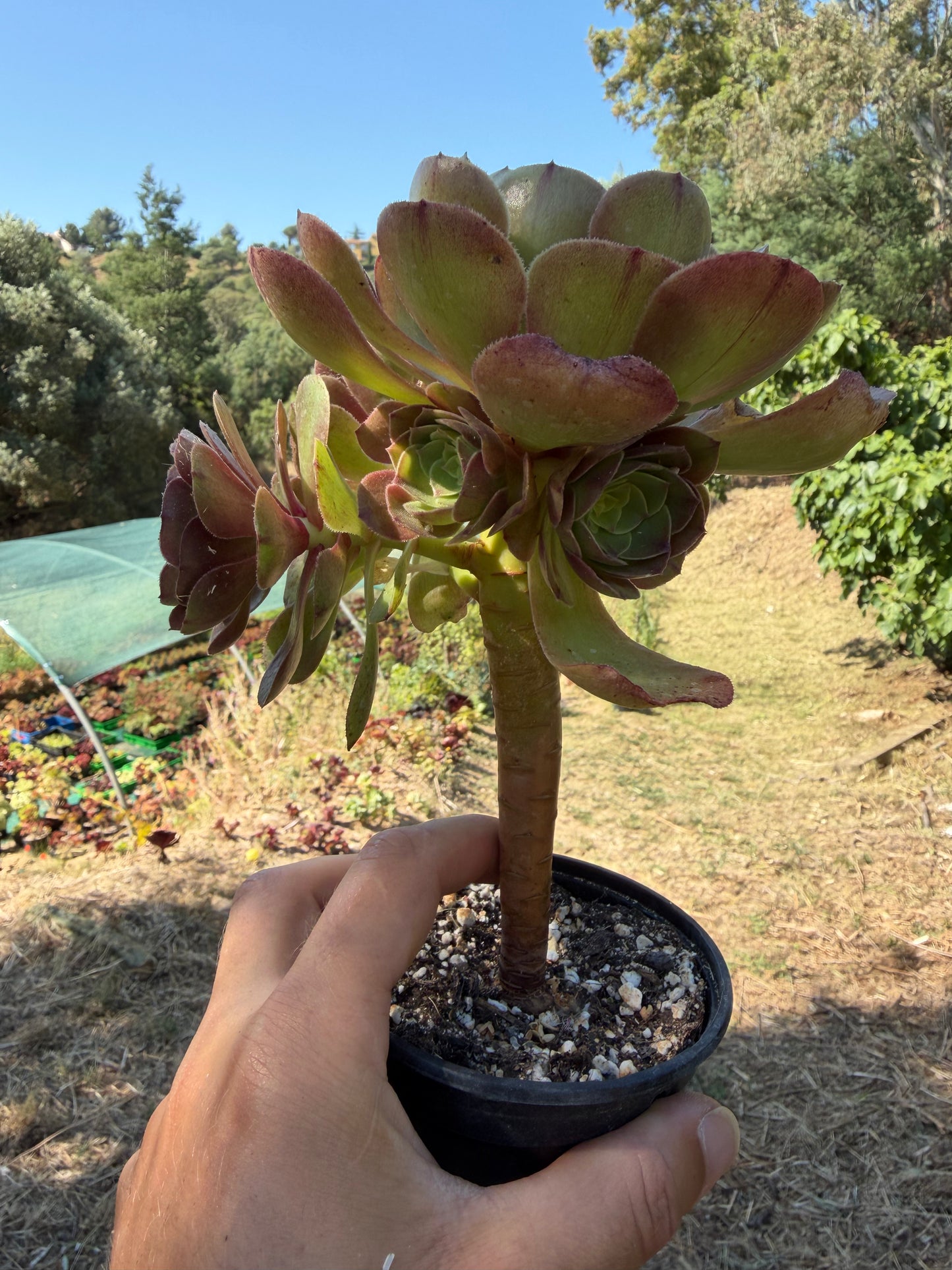 Aeonium Madeira Rose