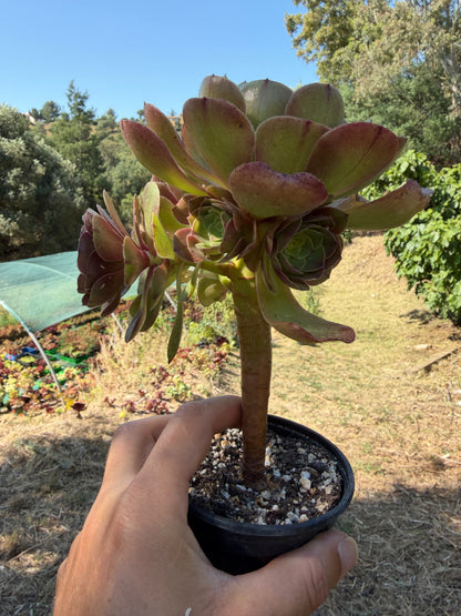 Aeonium Madeira Rose