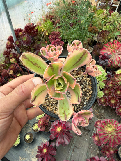 Marnier Lapostolle variegata
