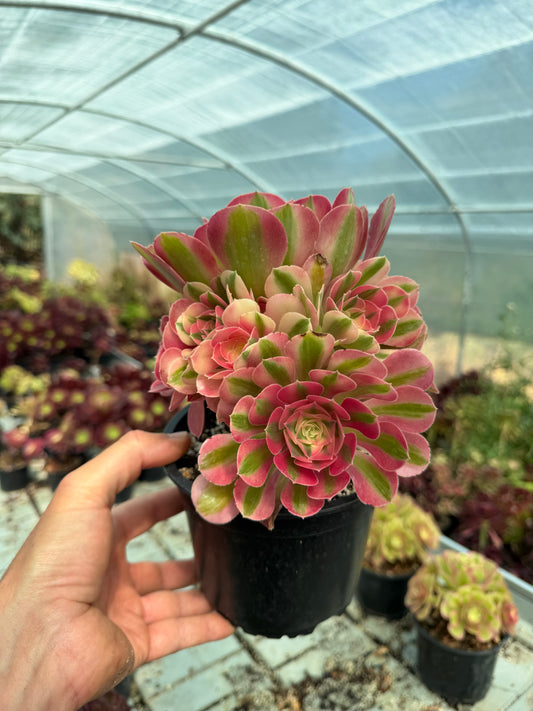 Aeonium Pink Witch 04