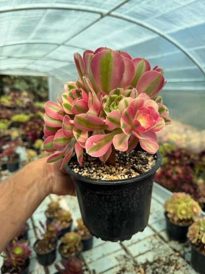 Aeonium Pink Witch 04