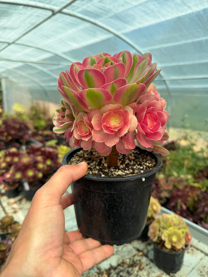Aeonium Pink Witch 04