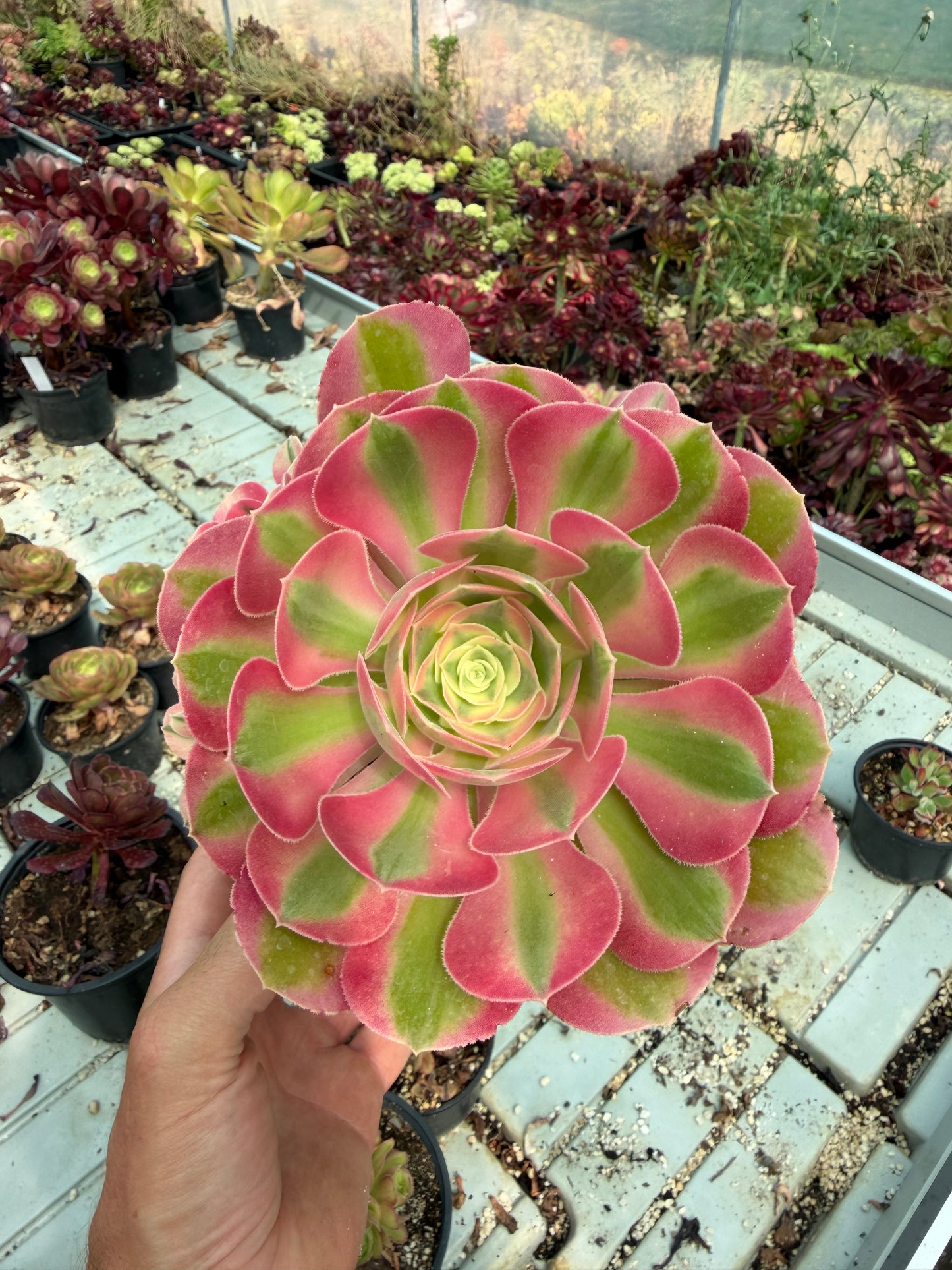 Aeonium Pink Witch 04