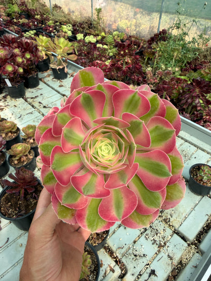 Aeonium Pink Witch 04