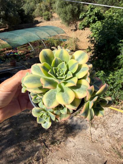 Floresens