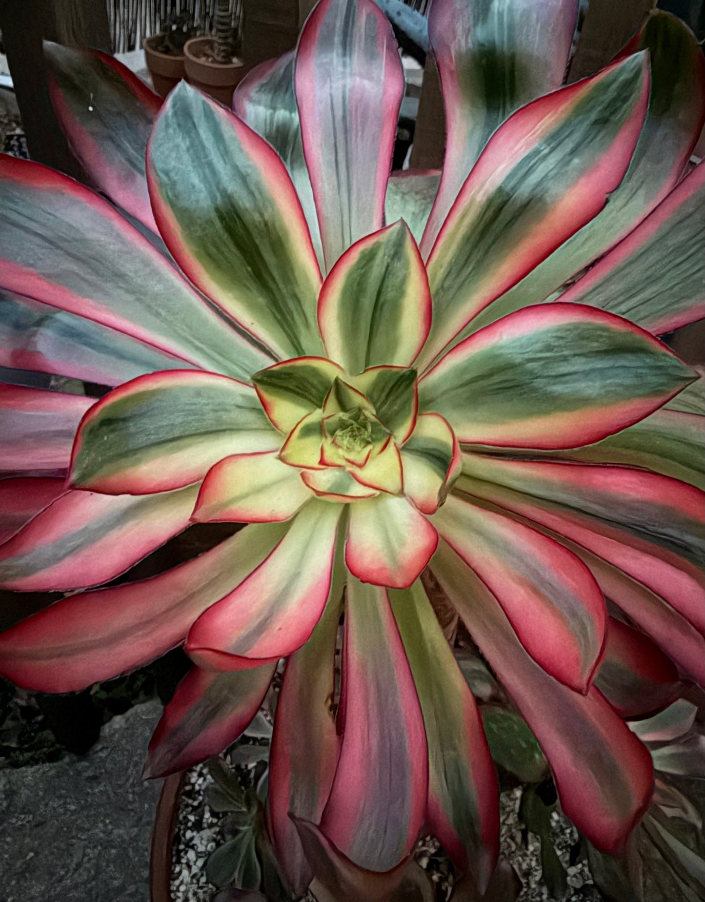 Voodoo Silk