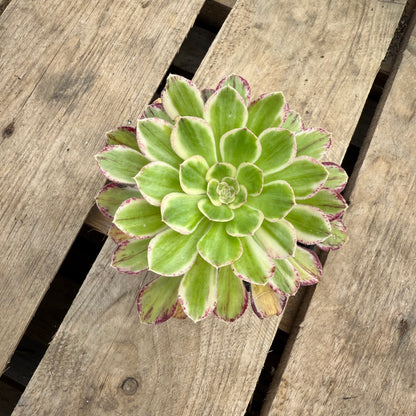 Rubrolineatum variegata