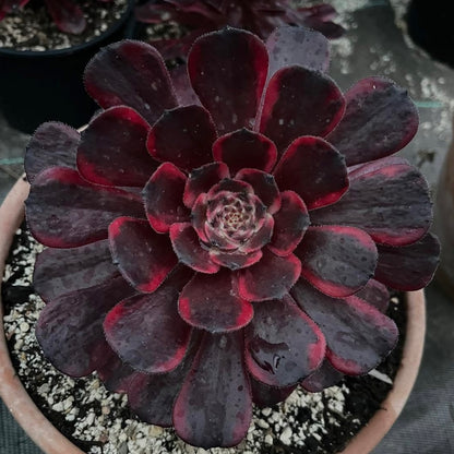 Fire Cloud