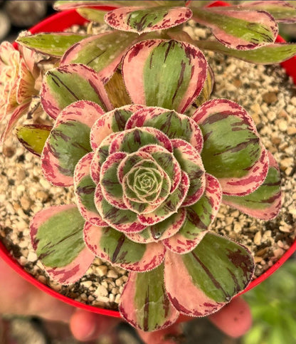 Rubrolineatum variegata