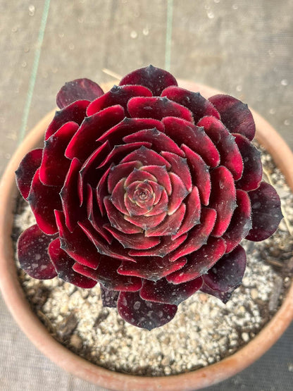 Fire Cloud