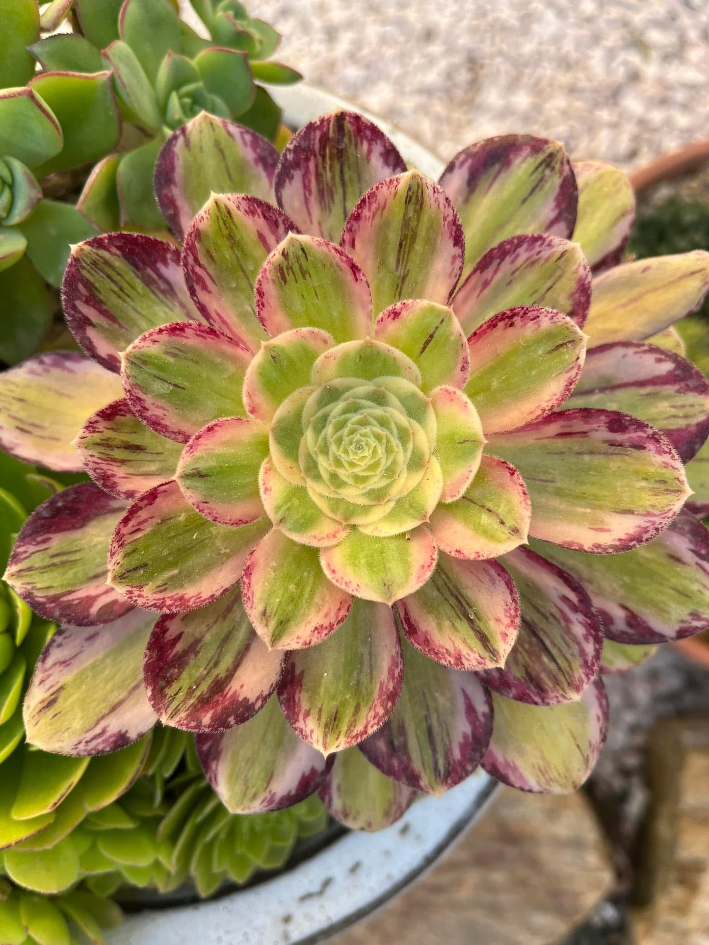 Rubrolineatum variegata