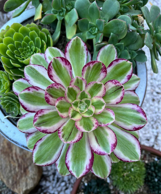 Rubrolineatum variegata
