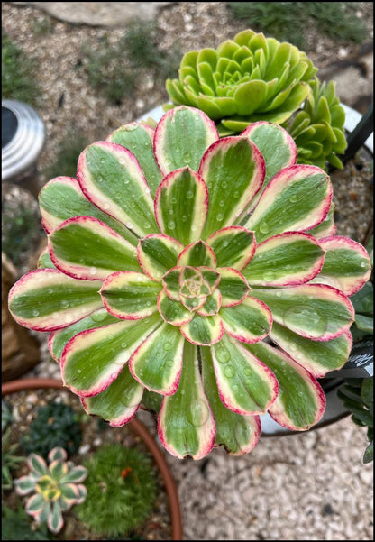 Rubrolineatum variegata