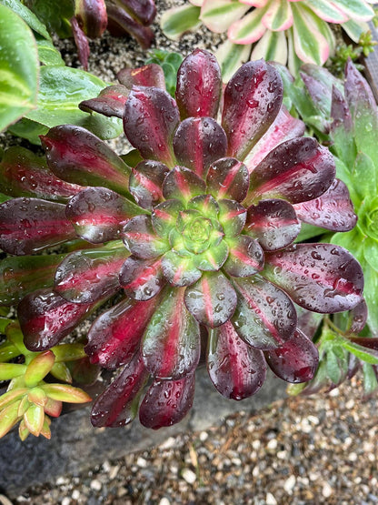 Kilimanjaro
