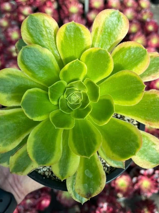 Green Lemon