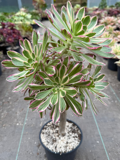 Rubrolineatum variegata