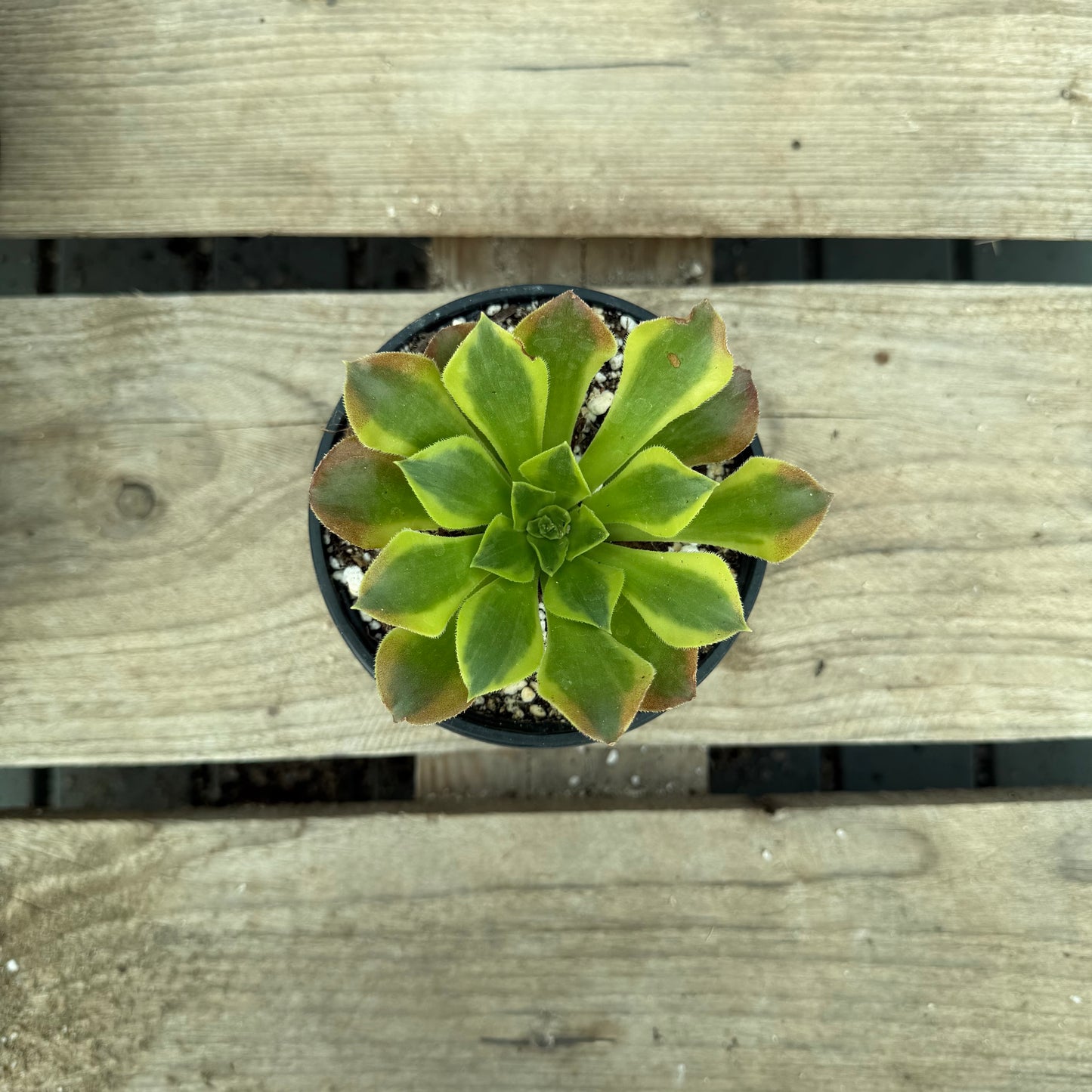 Green Lemon