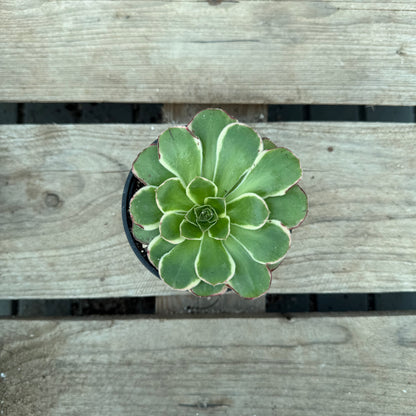 Green rose